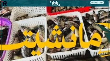 سعر البلطي في كفر الشيخ الجمعة 19 ديسمبر 2025 يتصدر السوق